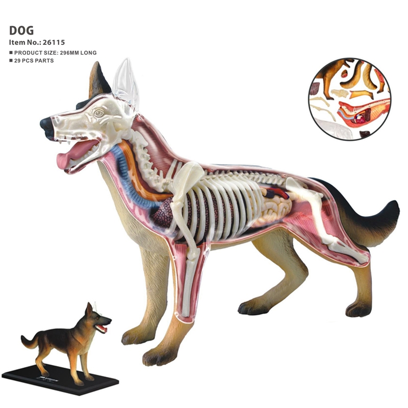 Animal Organ Anatomy Model 4D  - Dog Toys recension och pris